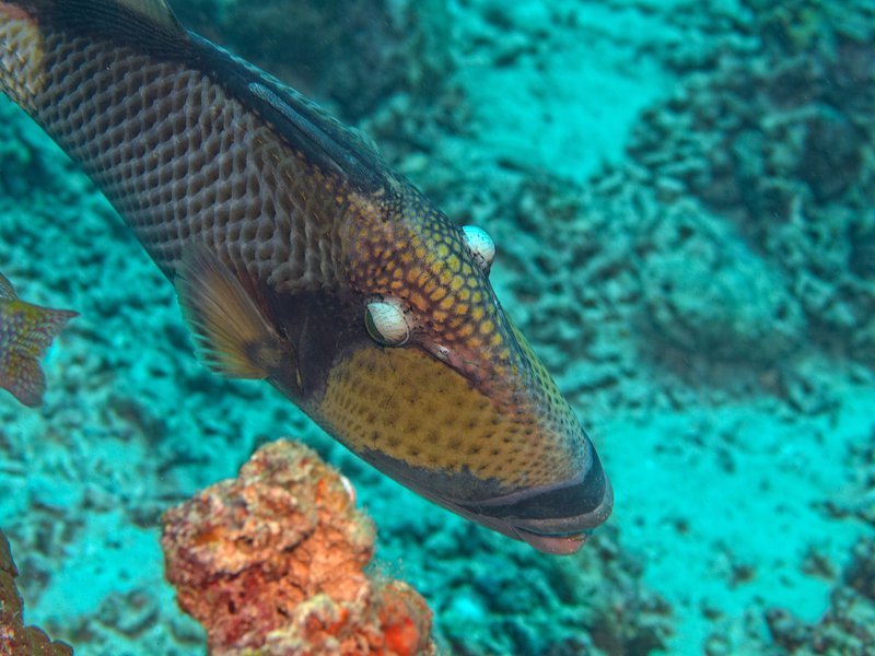 Titan Trigger Fish, Coral Fan Garden